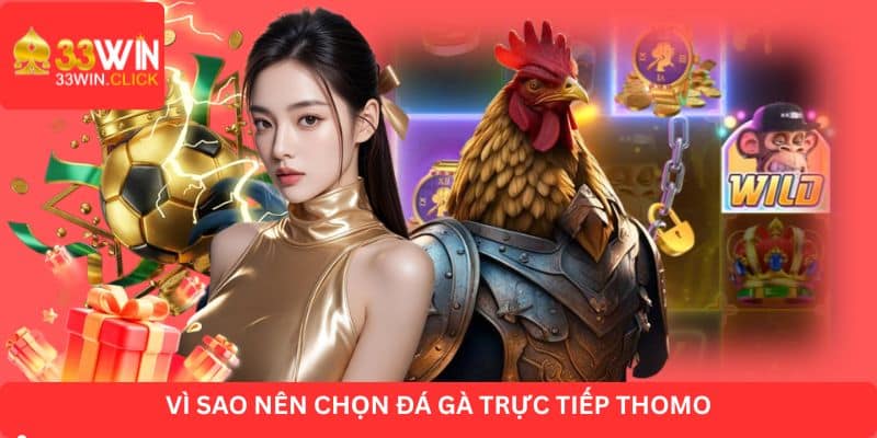 Tìm hiểu lý do tại sao nên lựa chọn chơi đá gà Thomo